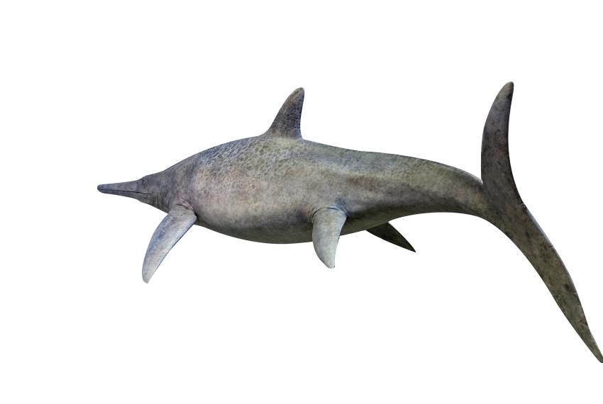 Model of icthyosaur