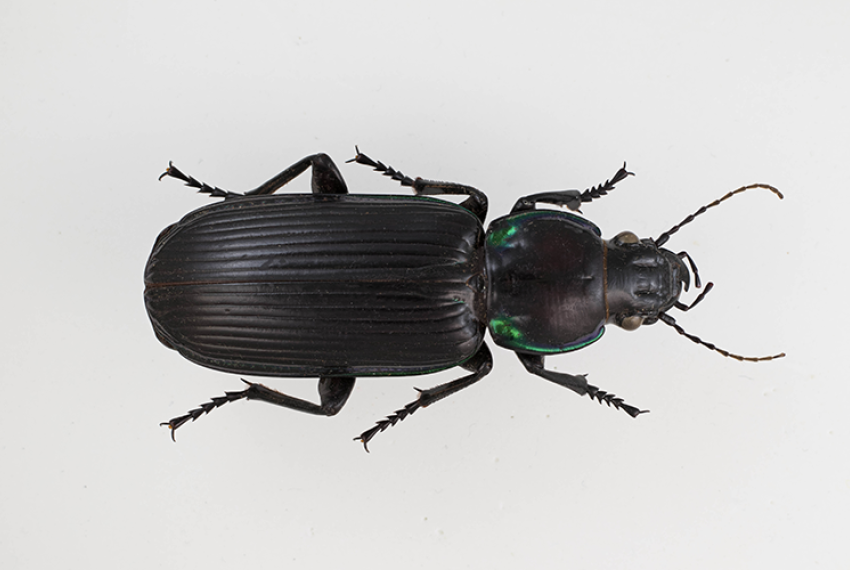 Overhead close-up of a black ground beetle with iridescent green highlights on its thorax. The beetle is displayed against a plain white background.
