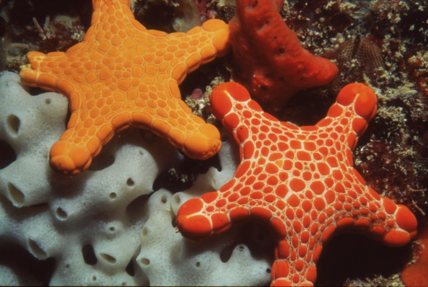 Two brightly coloured sea stars on a sponge and coral background.