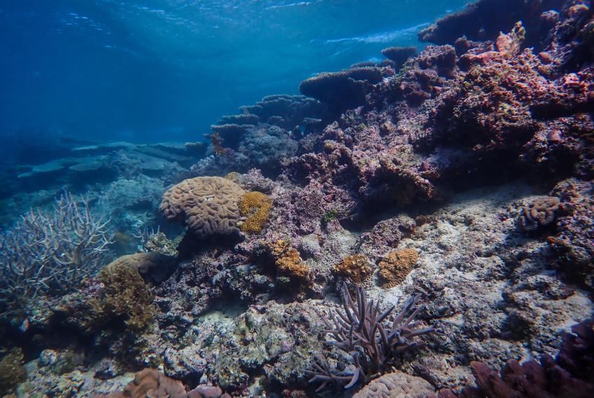 A vibrant coral reef showcasing a diverse array of colorful corals in various shapes and sizes.