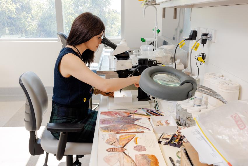Chelsea, who wears a blue woolen vest, looks down the lens of a microscope at a moth sample. Around her are pencils and sketchbooks filled with drawings of moths