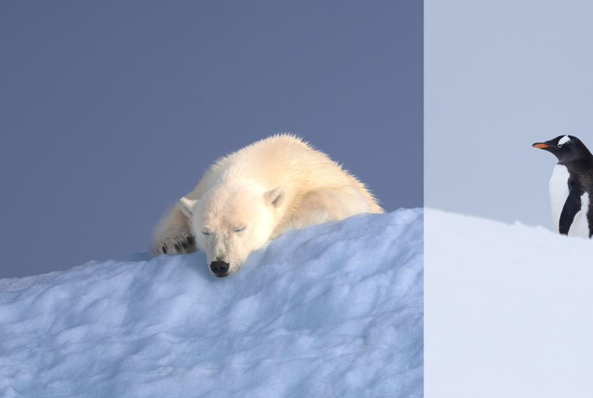 Two images side by side, one with a polar bear and one with a penguin. Both animals side on ice.