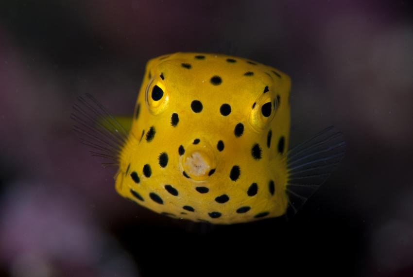 A bright yellow box fish with striking black spots