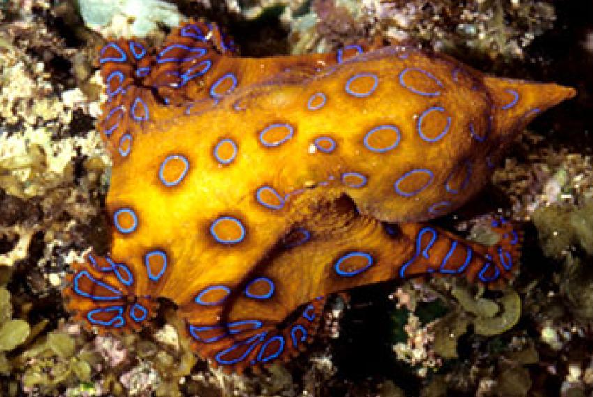 A Blue Ringed octopus swimming through coral reef