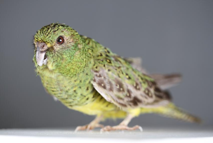 Night Parrot