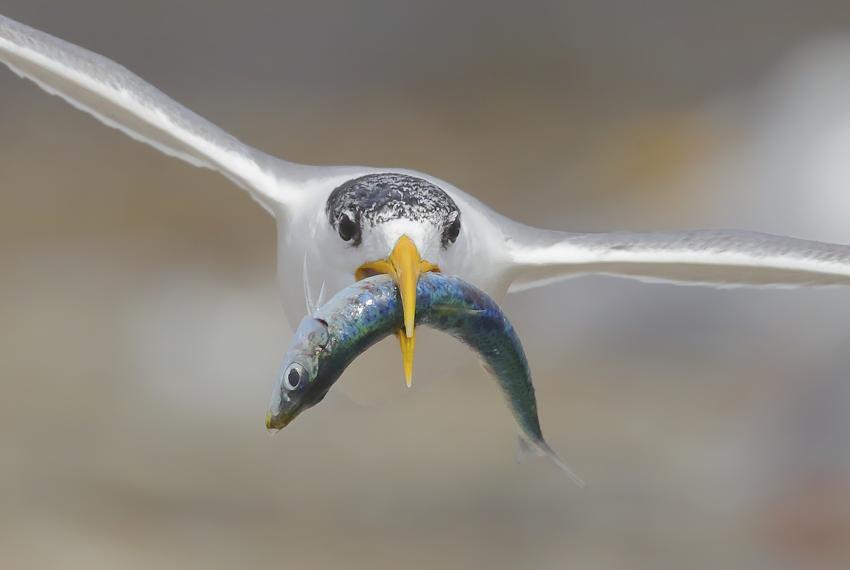 One of the photos in the winning portfolio, A Fishy Present by Georgina Steytler, Western Australia. Shows a crested tern flying while carrying a fish.