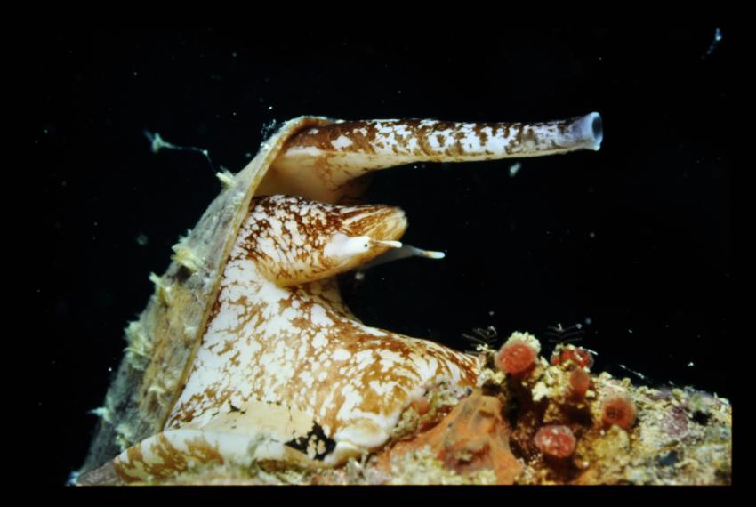 A Gastropoda, Conus Geographus or Cone Shell found near Cassini Island, Kimberley.