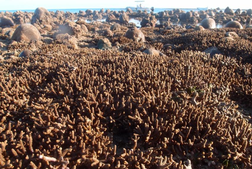 Acropora aspera exposed at low tide on the fringing reef at North Maret Island, Bonaparte Archipelago.