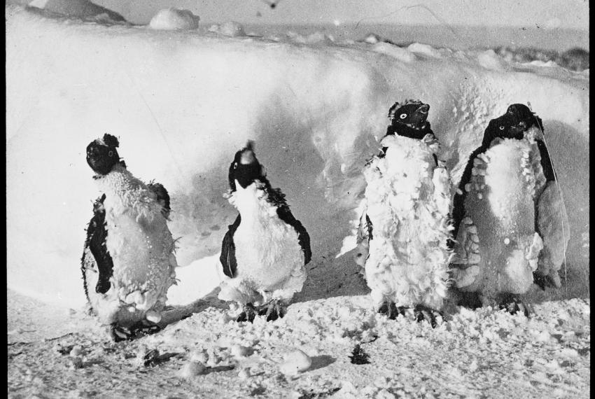 Four moulting penguins standing in a line