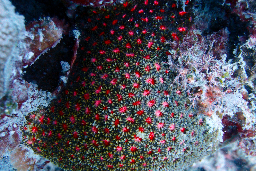 Astrea annuligera