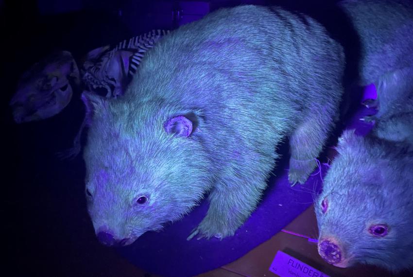 Bare-nosed wombats under UV light