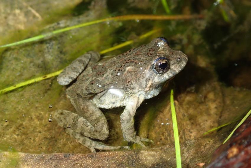Bleating froglet (Crinia pseudinsignifera) in water