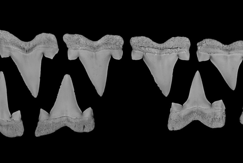 A series of ancient shark teeth assembled in a line