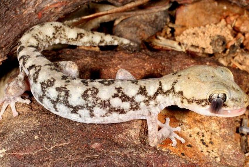 A spotty and patterned gecko with big round eyes on a rock, its mouth is slightly open.