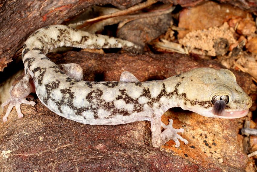 A small spotted and well camouflaged lizard on a rocky surface