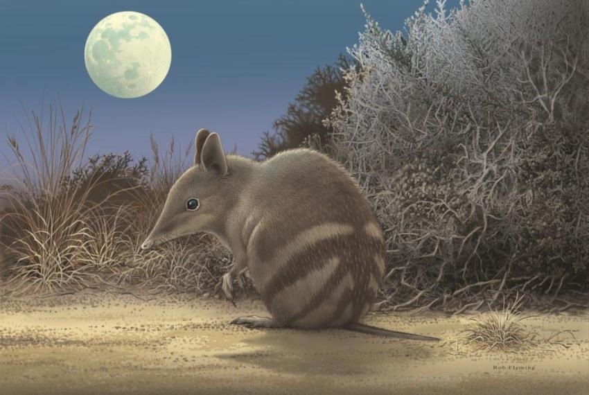 Artwork showing what the extinct Butterfly Bandicoot would have looked like.