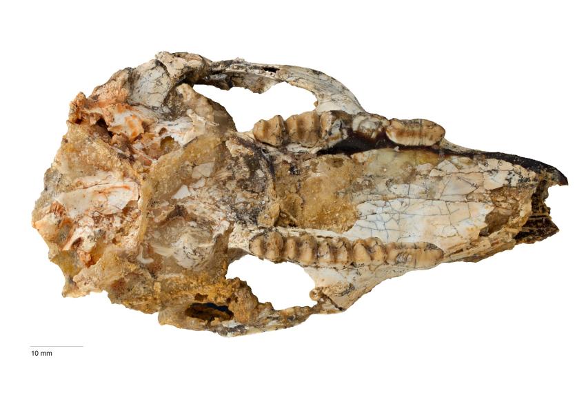 Skull of newly discovered Cookeroo hortusensis.