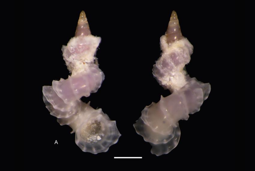 Cycloscala revoluta (1mm)