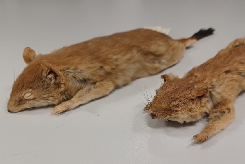 Specimens of Dasycercus hillieri (left) and Dasycercus archer (right)