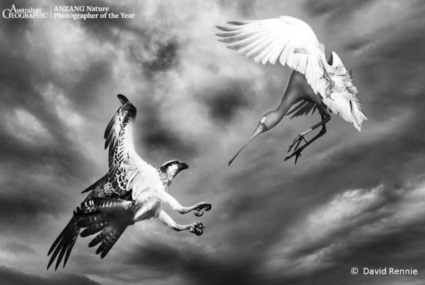 an near miss between an osprey and spoonbill midflight
