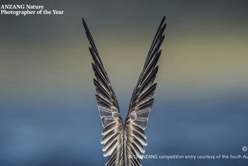 Overall winner 'Feathered Symmetry' by David Stowe