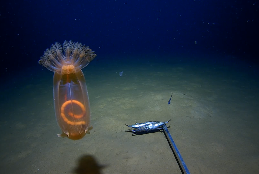 Deep-sea holothurian