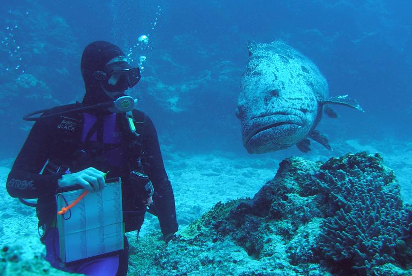 Dr Glenn Moore diving next to a cod.