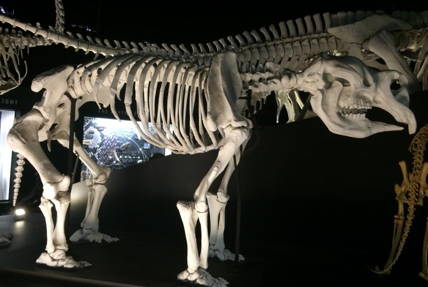 Diprotodon Skeleton