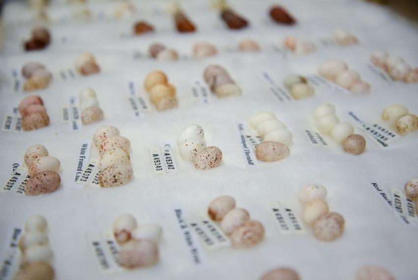 Eggs in the WA Museum Collection