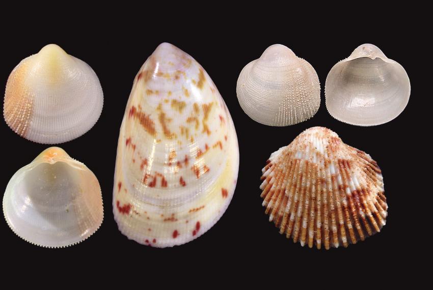 Four new cockle species (top and bottom on the far left: both sides of Pratulum occidentale; middle, larger speckled shell: Acrosterigma extremattenuatum; top-right: both sides of Microcardium scabrosum; bottom right: Ctenocardia pilbaraensis).