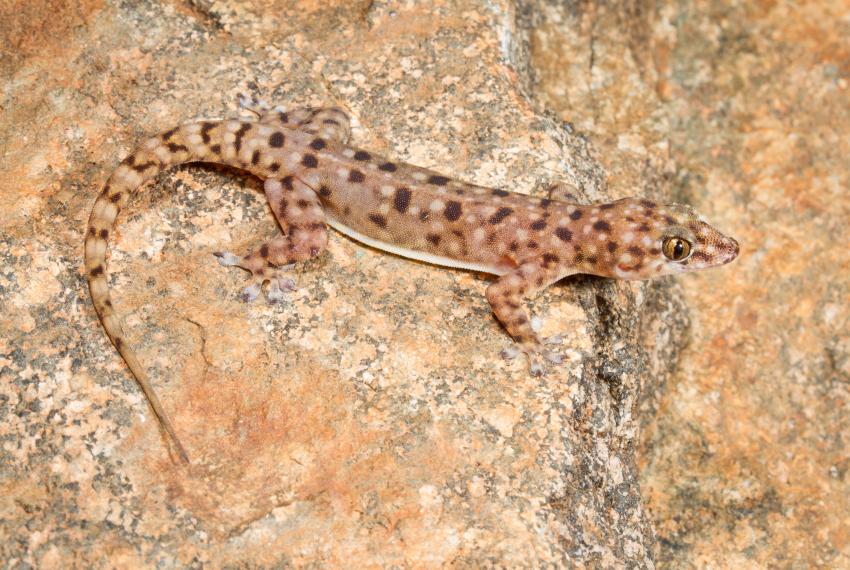 Gehyra pseudopunctata
