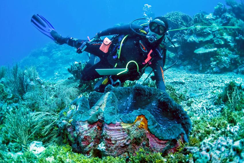 Giant clam and researcher at Ashmore Reef