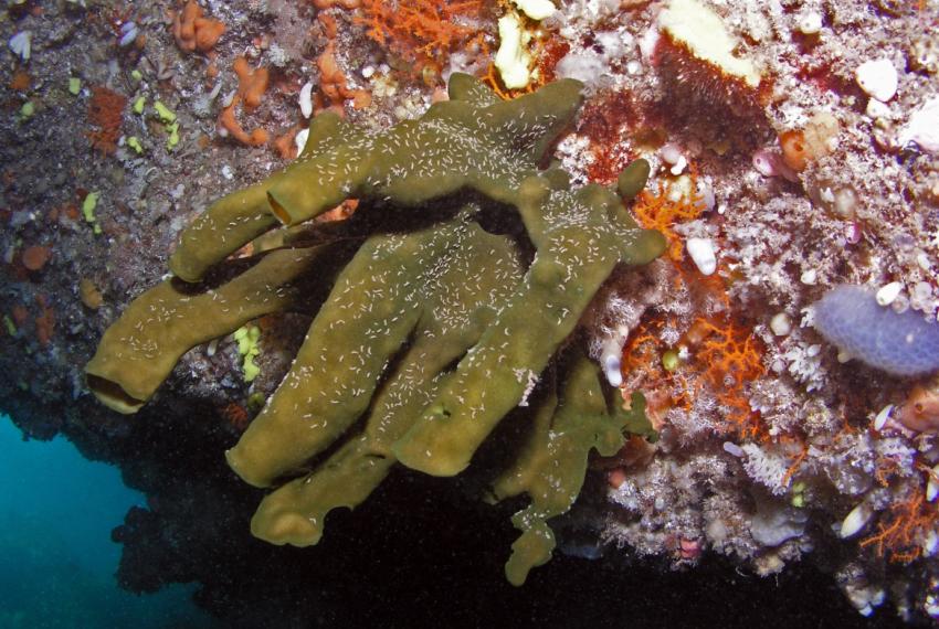 Image of the Haliclona durdong