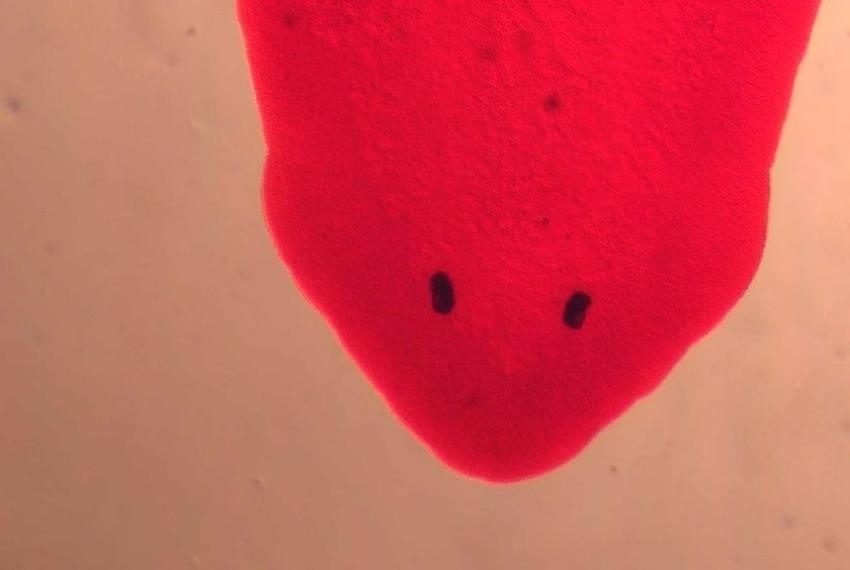 Head of a planarian worm under a microscope