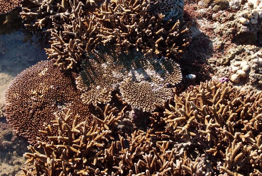 Healthy corals in the intertidal zone at Montelivet Island