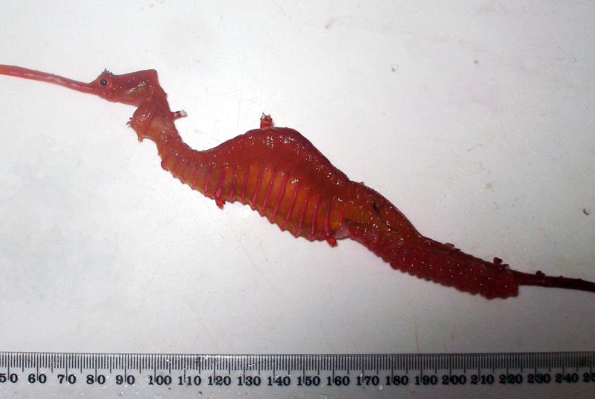 Ruby Seadragon, scientific name Phyllopteryx dewysea