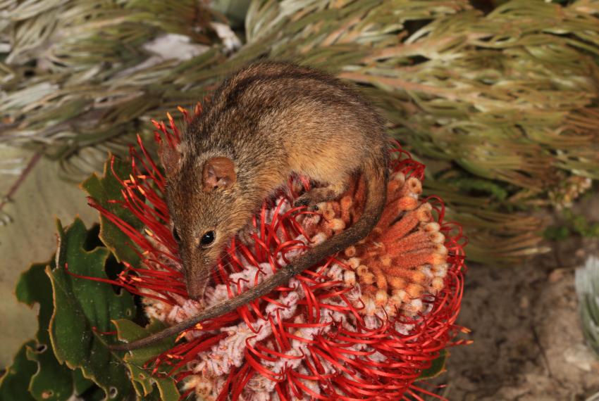 Honey Possum (Tarsipes rostratus) feeding on a Banksia inflorescence.
