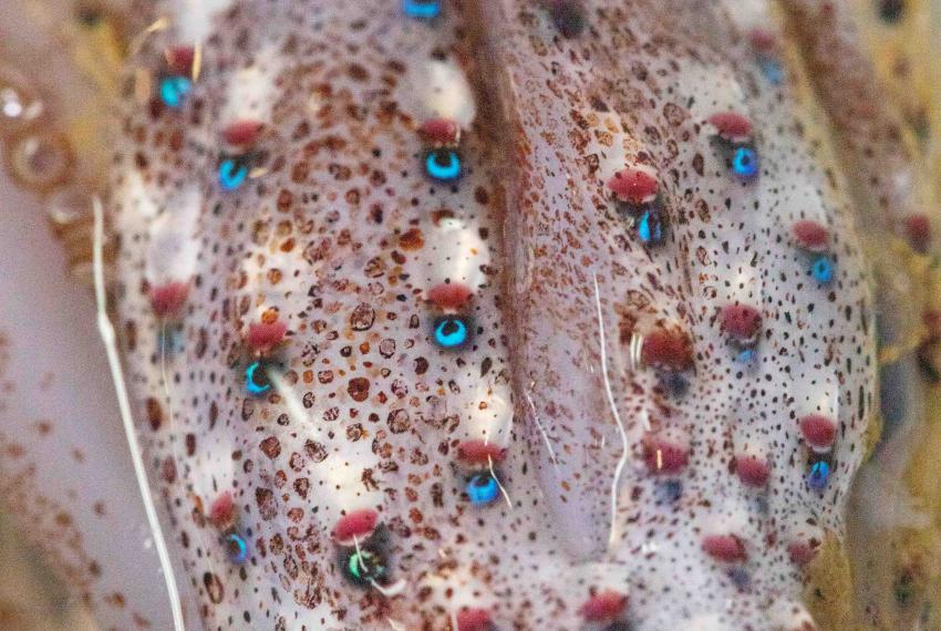 Jewel Squid