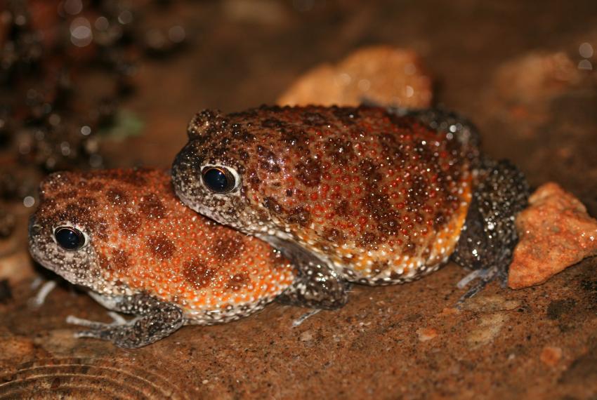 Image of a Kimberley Spadefoot pair