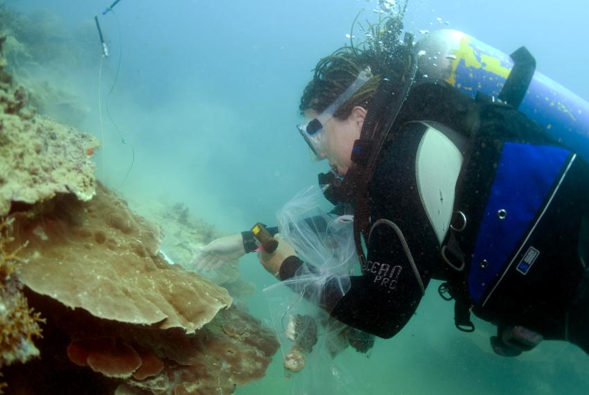 King and Conway Island Station 86 - an underwater reef