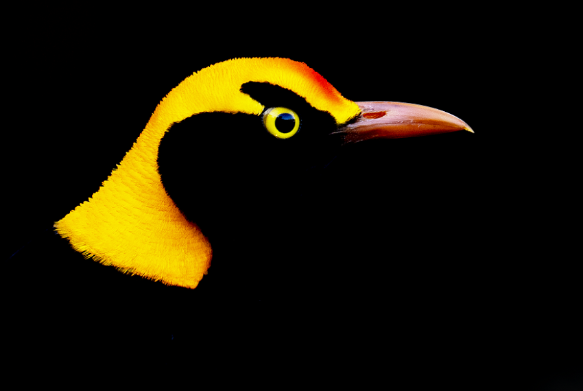 A bird with striking yellow feathers contrasted against black feathers.