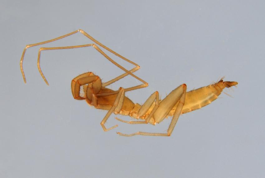 Male Draculoides anachoretus