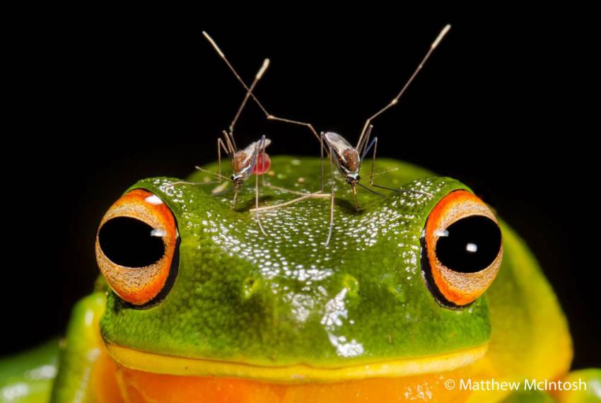 Overall winner 'Piercing Headache' by Matthew McIntosh of Queensland shows a frog being bitten by mosquitoes.