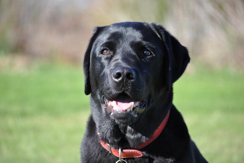 Black dog, Rocket