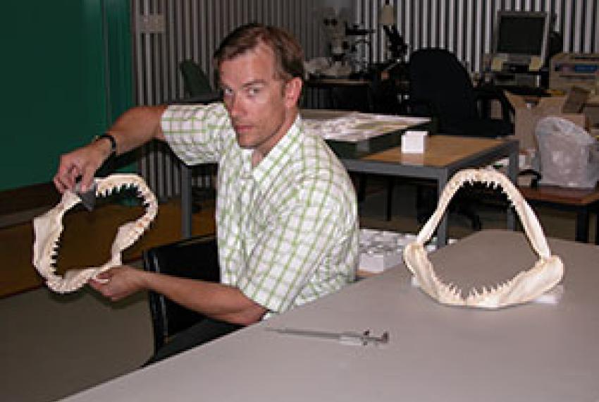 Dr Mikael Siversson holding a large shark jaw