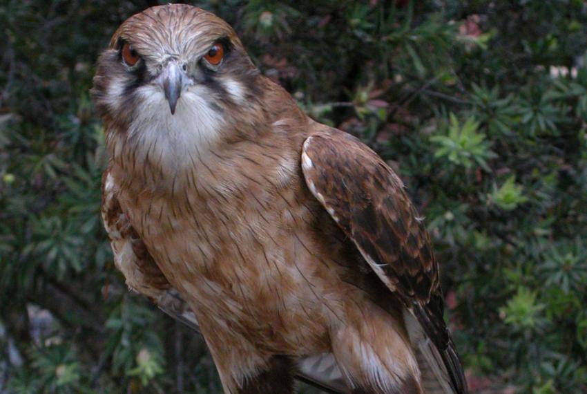 A taxidermied falcon