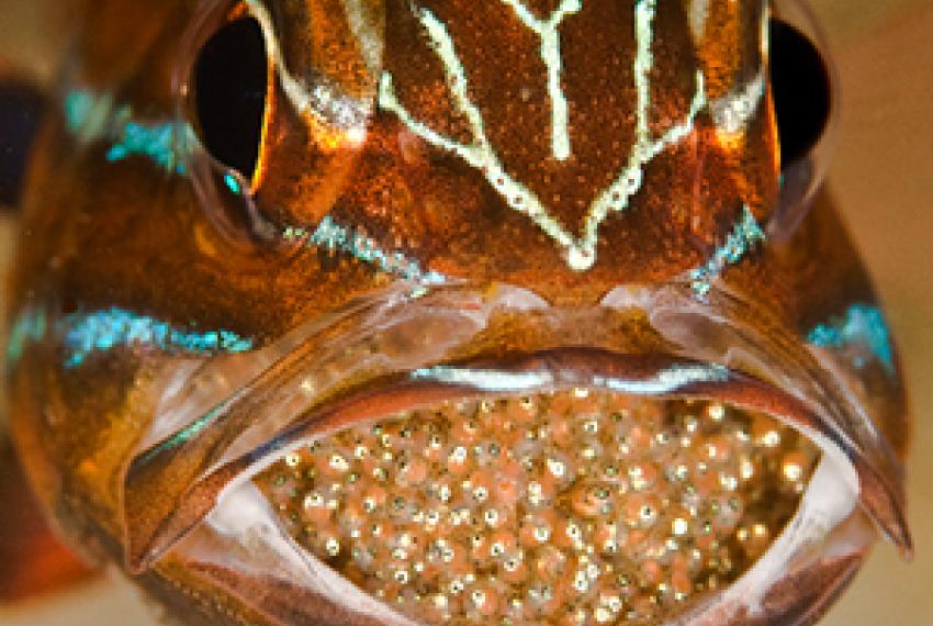 A fish with a large number of its eggs in its mouth