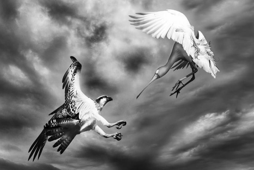 In-flight near miss between a young osprey and a spoonbill