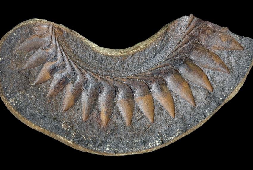 Helicoprion fossil from Gascoyne Junction