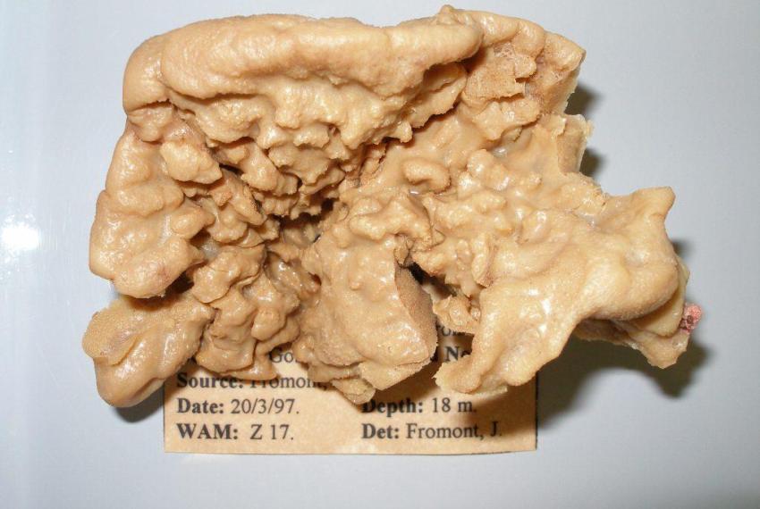 Not an Agelas axifera, but this specimen from the Houtman Abrolhos Islands looks similar to the rare sponge the Museum is looking for.